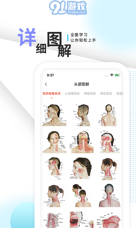3d人體解剖學(xué)三維圖譜3