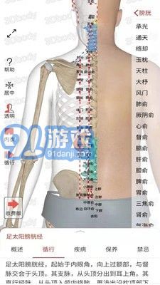 3D經(jīng)絡(luò)穴位2