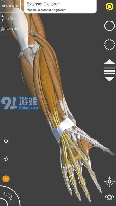 藝術(shù)家之3d解剖圖4