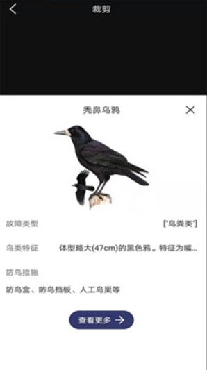 圖音識(shí)鳥1