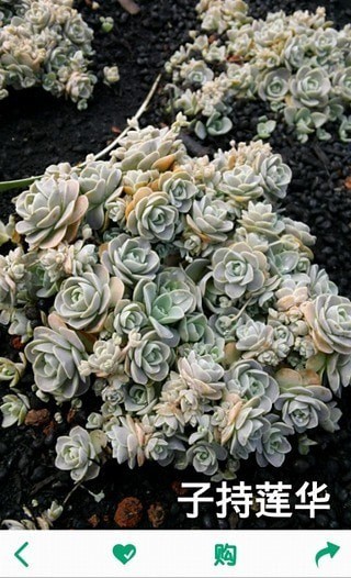 多肉植物軟件4