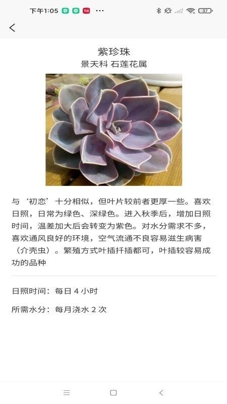 嘟嘟多肉植物鑒2