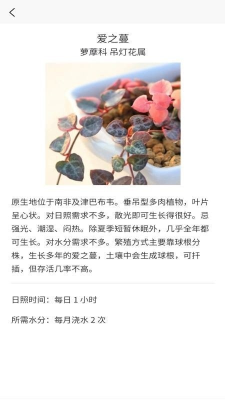 嘟嘟多肉植物鑒3