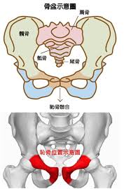 恥骨疼相當(dāng)于順產(chǎn)幾級(jí)