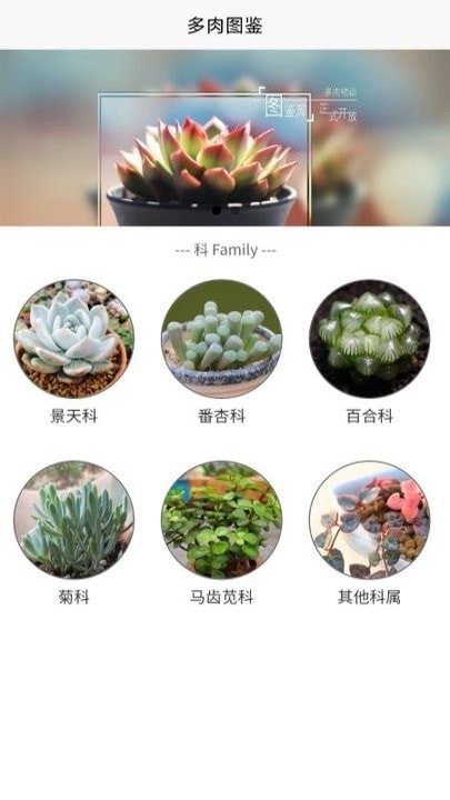 多肉大戰(zhàn)1