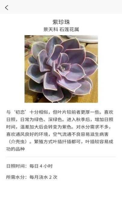 多肉大戰(zhàn)2