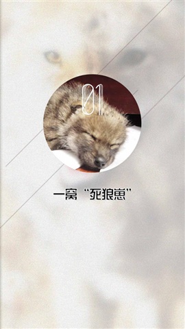 重返狼群5