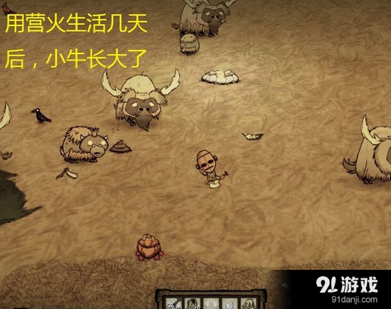 《饑荒》小牛長(zhǎng)不大怎么辦
