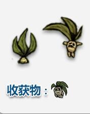 饑荒可采集物一覽 饑荒可采集物種植方法詳解