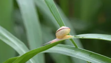 蜗牛视频免费观看电视剧