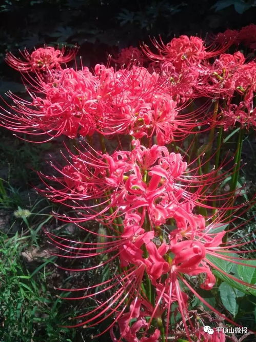 彼岸花开忘川水，三途难涉荒草丛