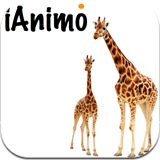 iAnimo