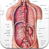 人体解剖图 