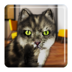 可爱猫咪