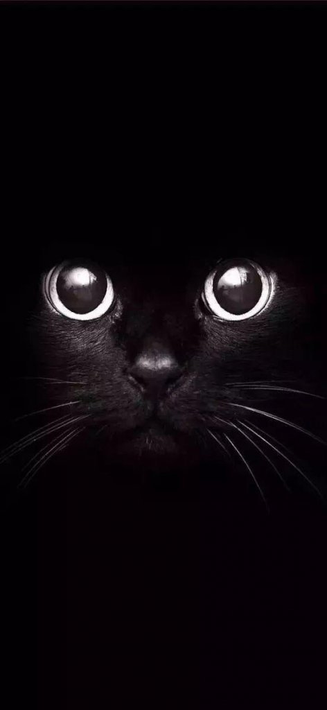 高清版丨抖音黑猫睁眼壁纸（17张）