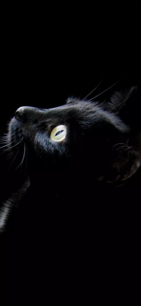 高清版丨抖音黑猫睁眼壁纸（17张）