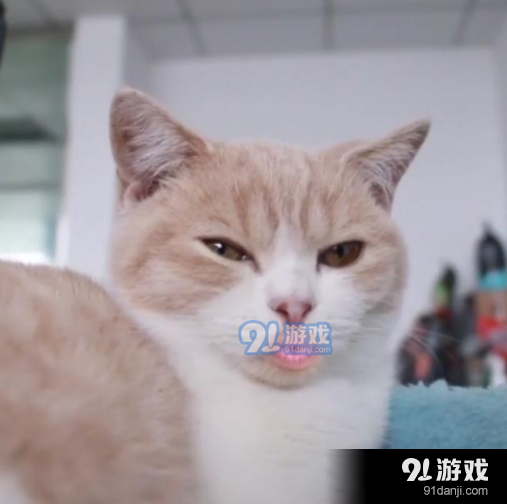 抖音猫嘴怎么替换成人嘴