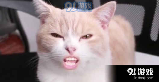 抖音猫嘴替换变成人嘴怎么弄的 猫p人嘴特效是什么软件