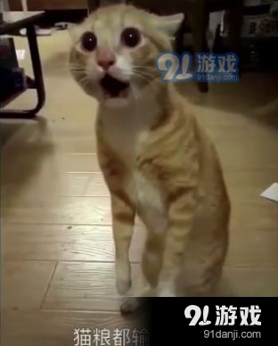 抖音三只猫咪点头gif动图