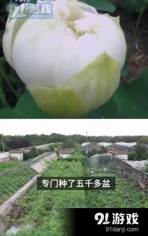 《抖音》东北人没见过荷花梗介绍